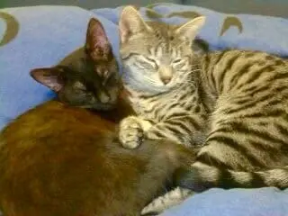 Angel&Lucky
Ich vermisse euch zwei so unendlich 😭😭😭