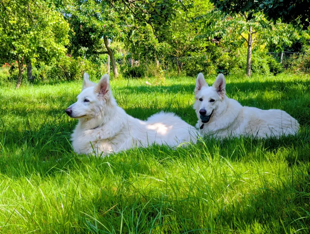 Kimba und ihre Tochter Aska