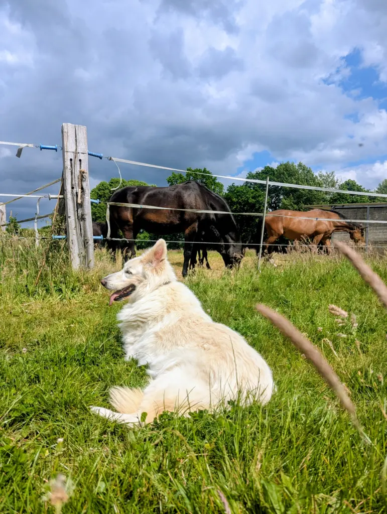 Kimba bei den Pferden