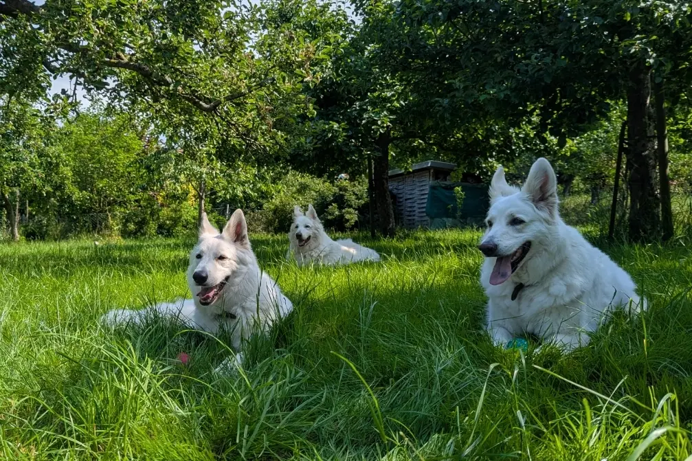 Kimba (im Hintergrund) und ihr Rudel