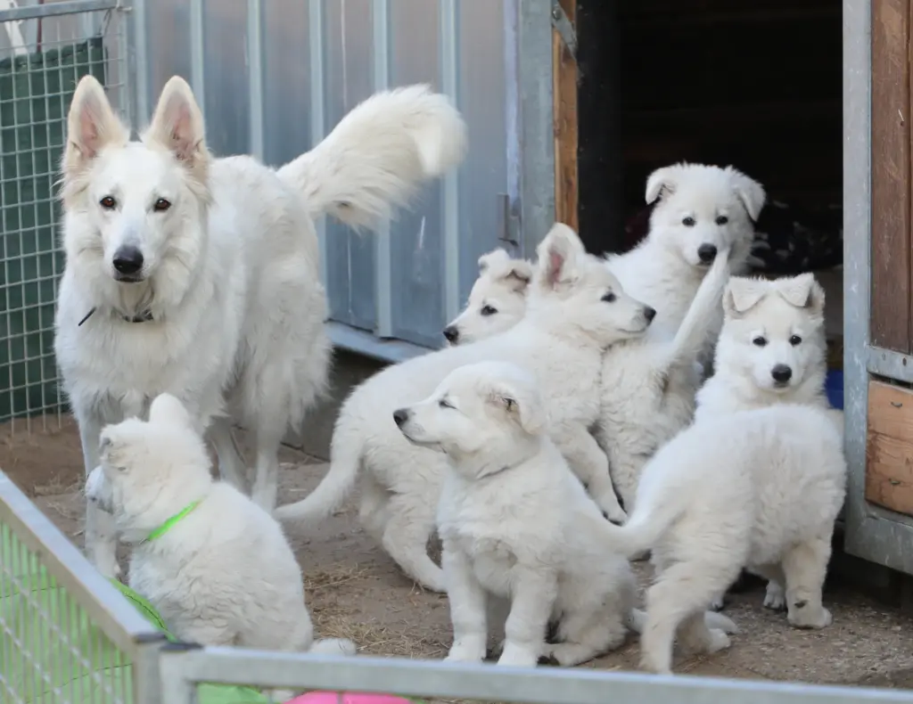 Kimba hatte 8 Kinder