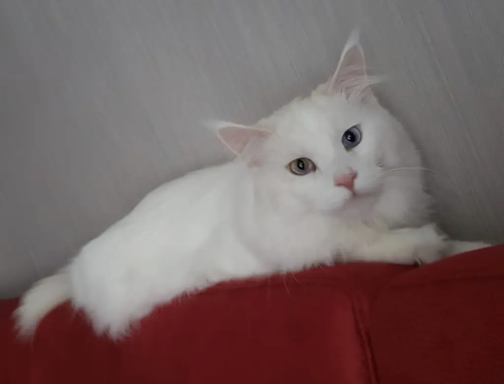 Bild von Teddy