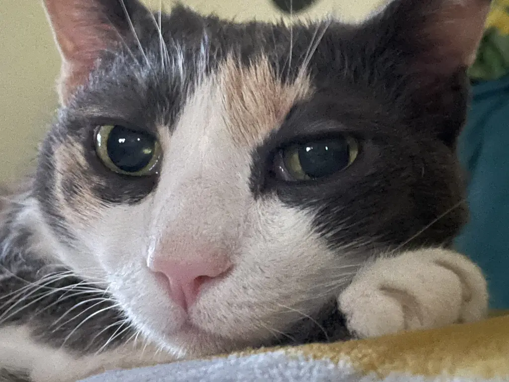 Bild von Tilly
