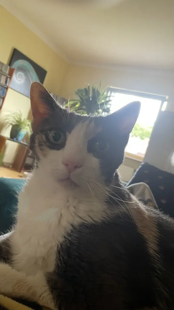 Bild von Tilly