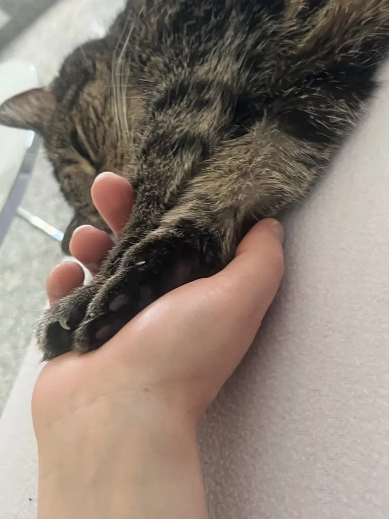 Bild von Bibi