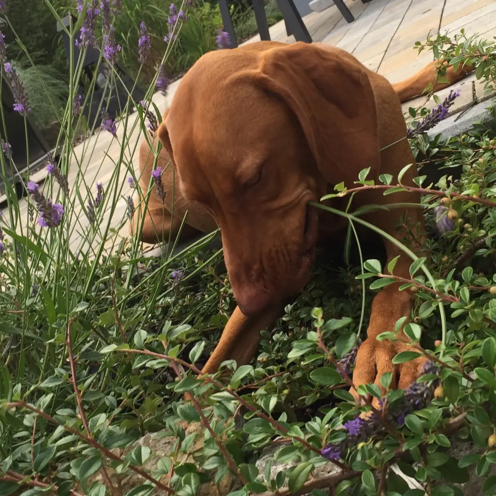 Bild von Greta