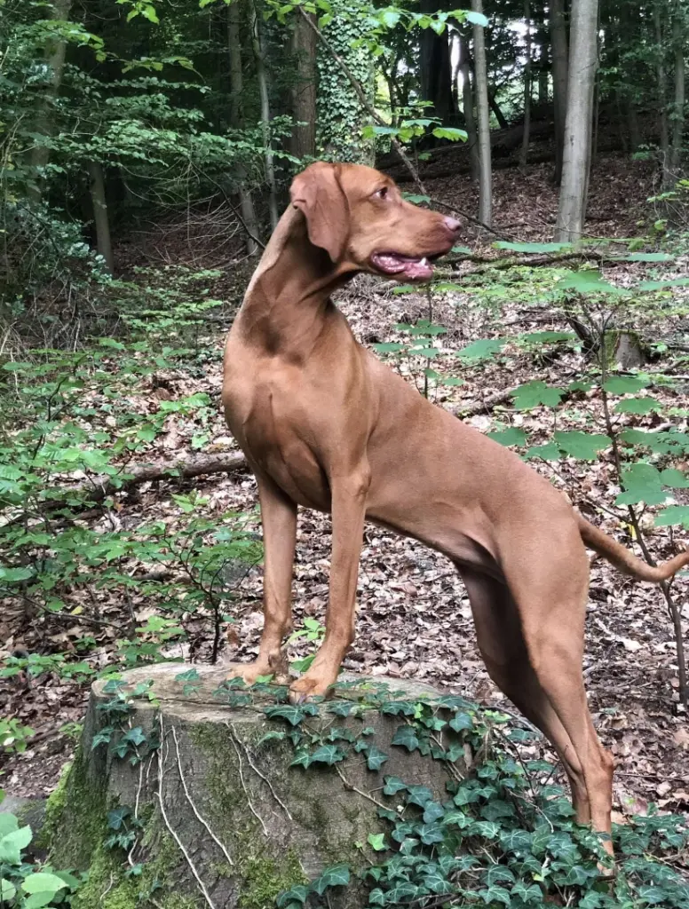 Bild von Greta