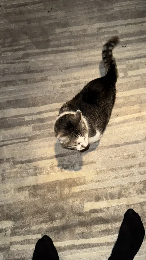 Image from Momo