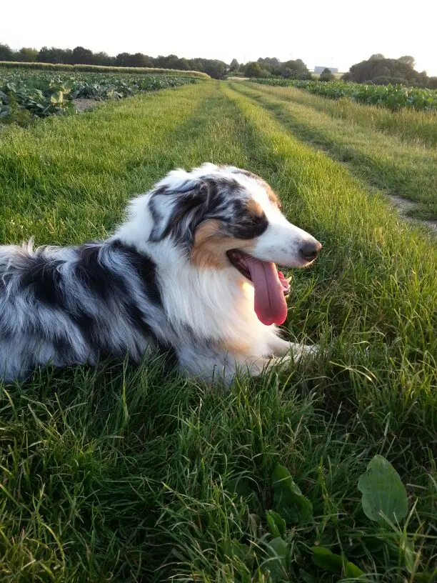 Bild von Shasta