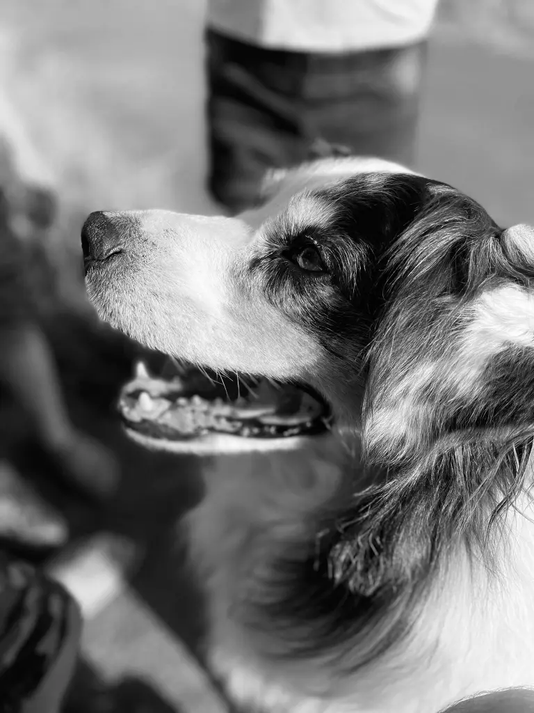 Bild von Shasta