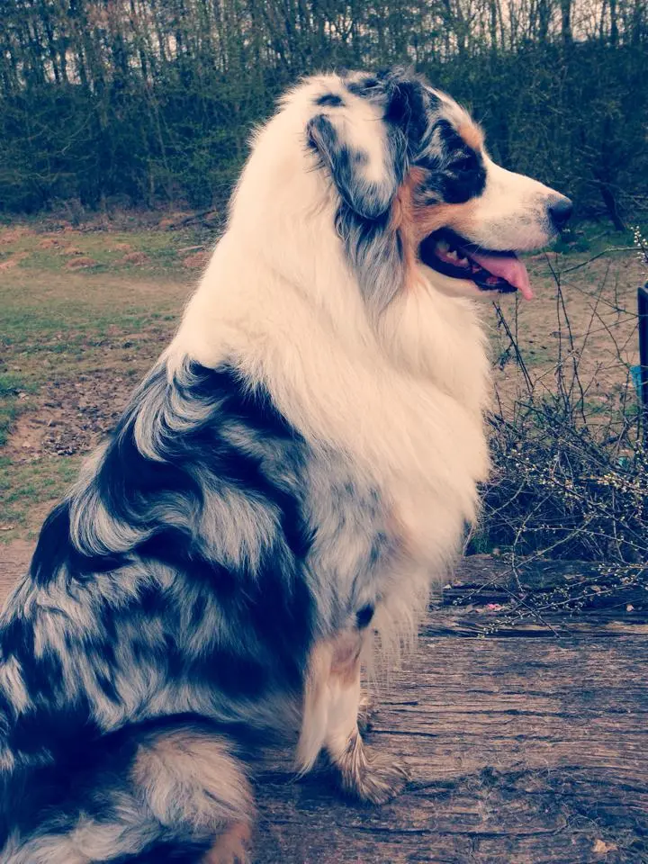 Bild von Shasta