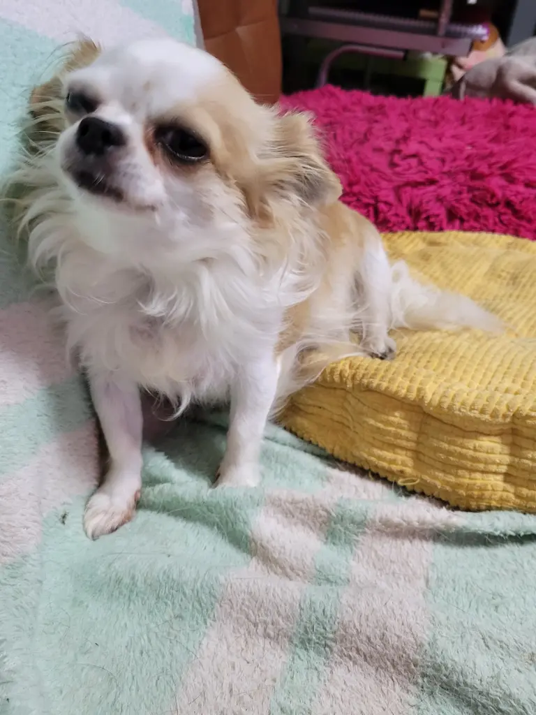Image from YOLA