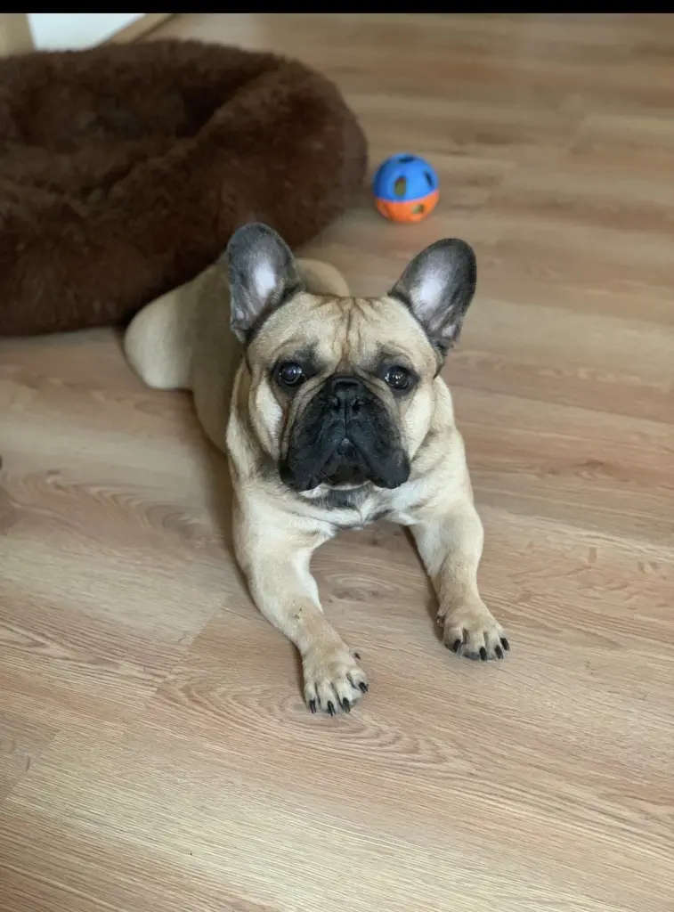 Bild von Simba