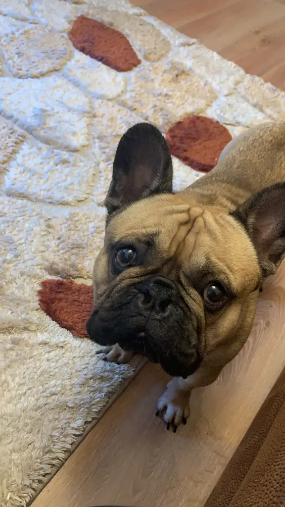 🥹🐾