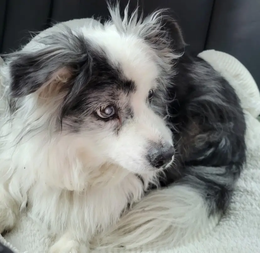Bild von Pebbles