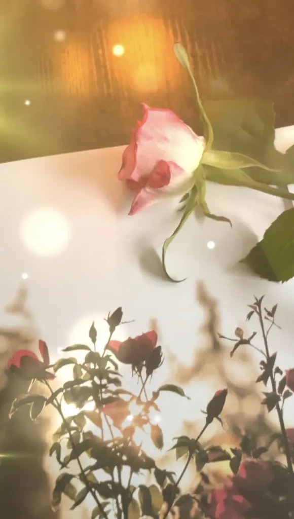Image from Melodie