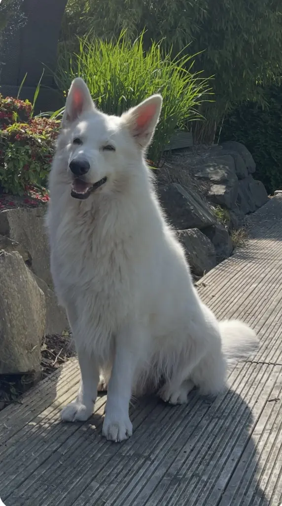 Dayo
