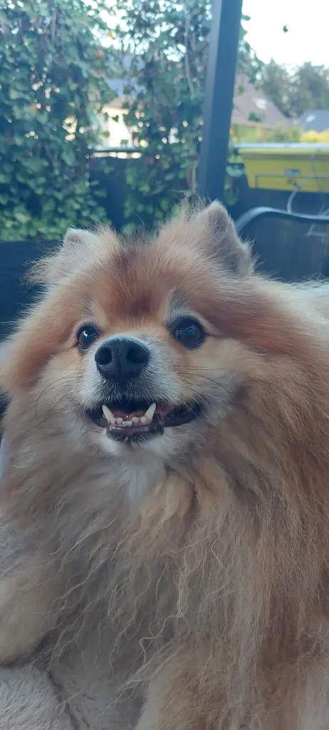 Bild von Foxi