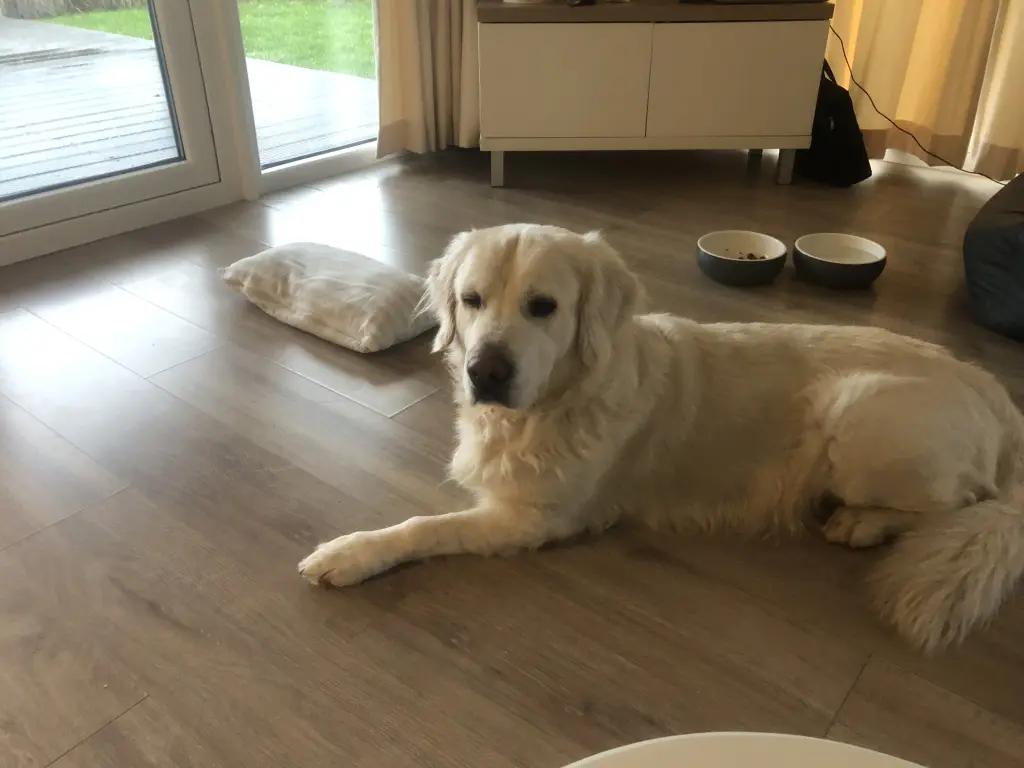 Bild von Sam