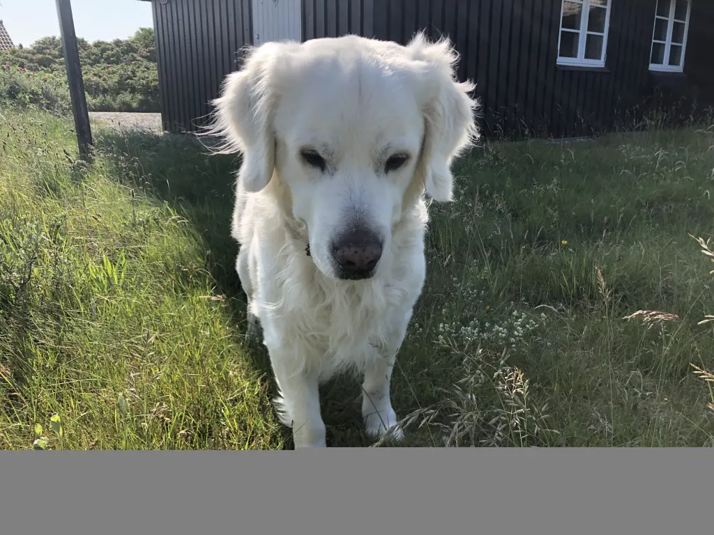 Bild von Sam
