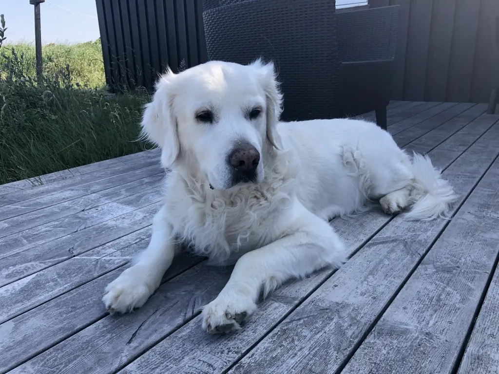 Bild von Sam