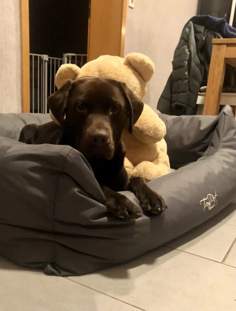 Du hast deine Kuscheltiere geliebt 🥰