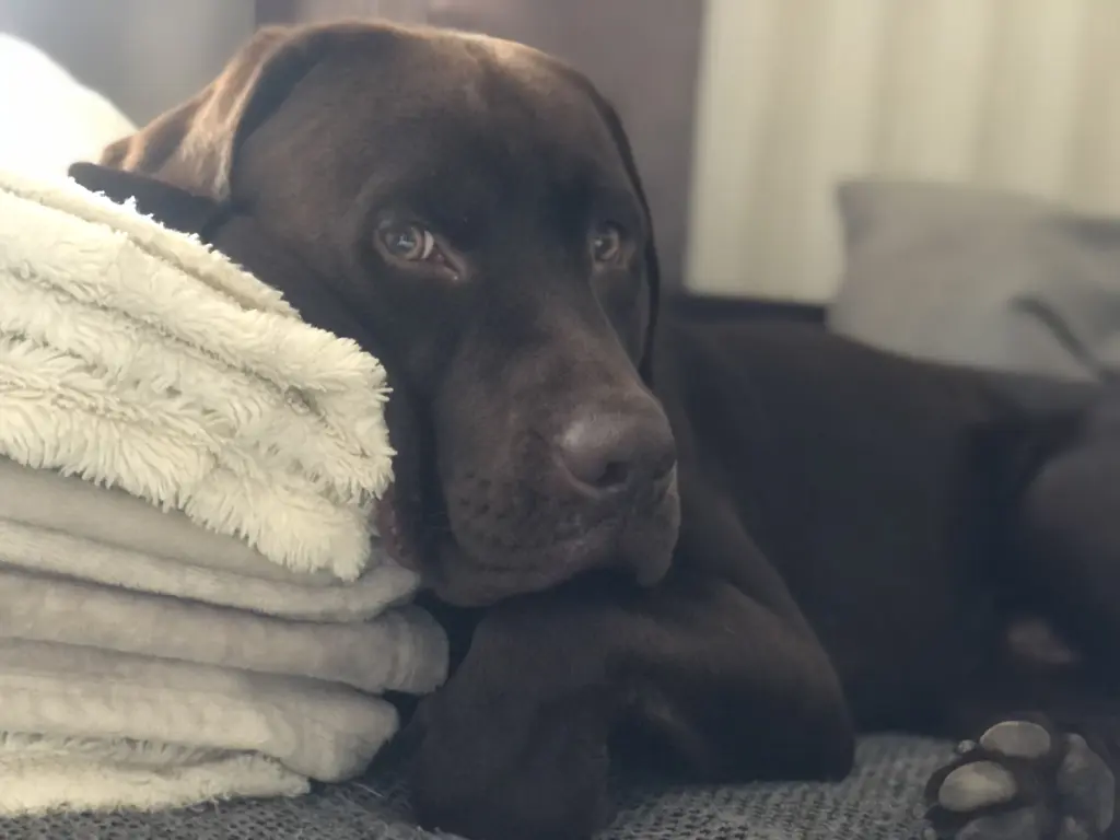 …kuscheln