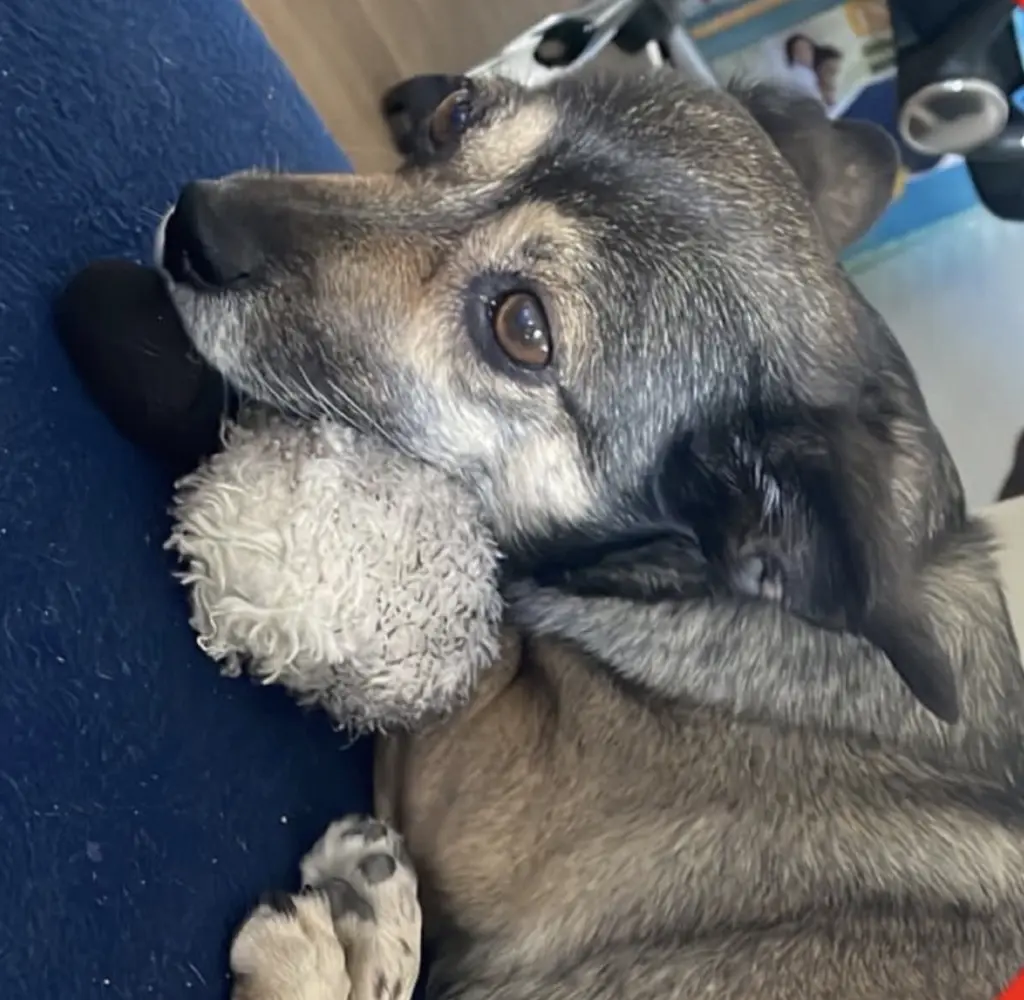 Bild von Tequila