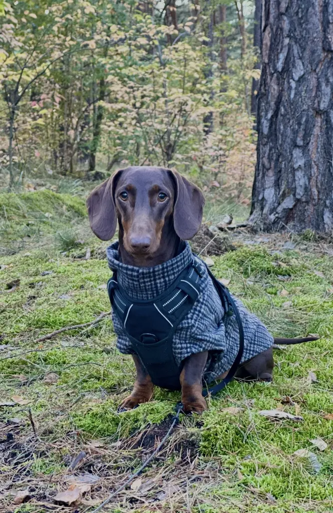 Du hast den Wald geliebt.