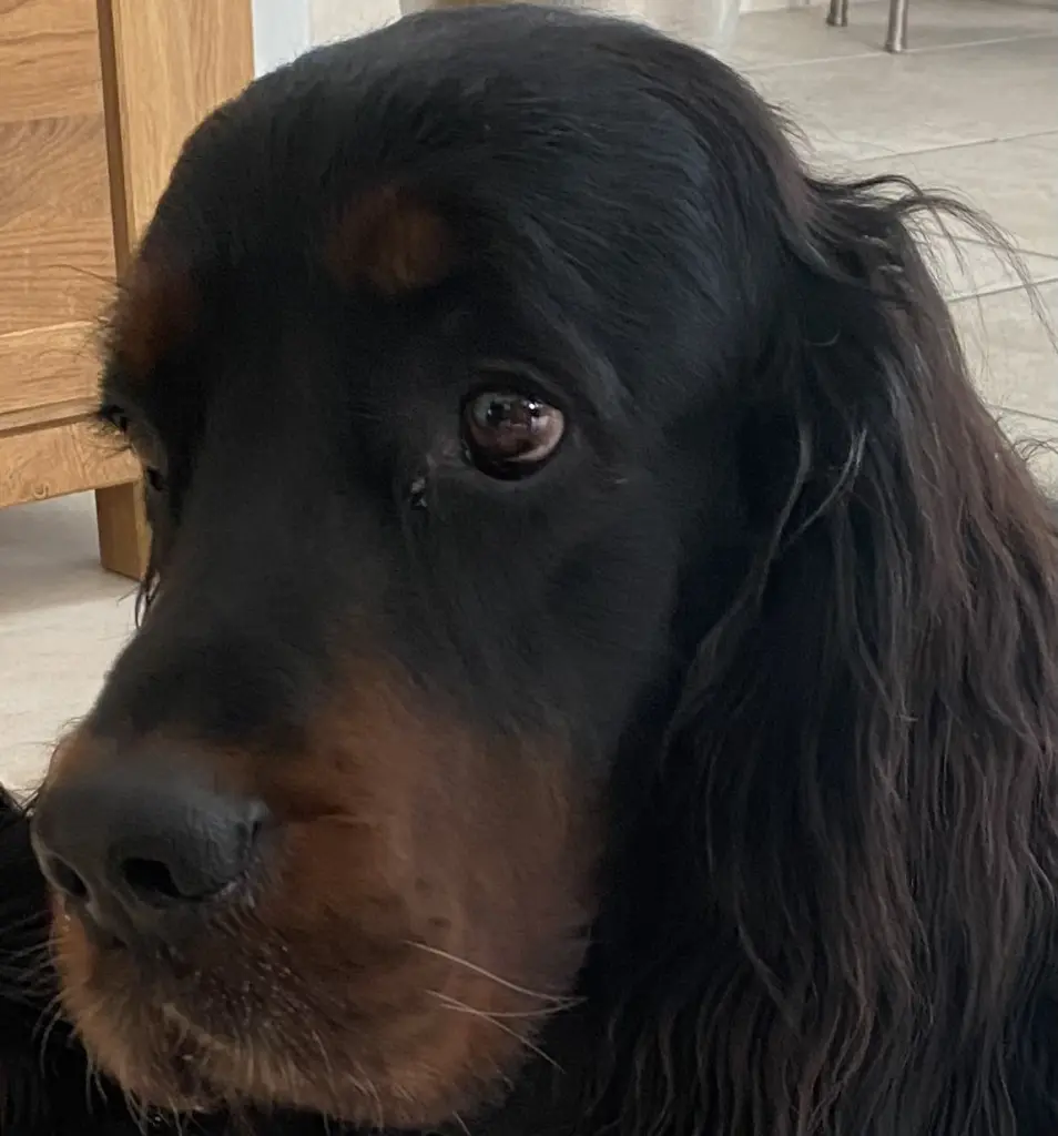 Bild von Odin