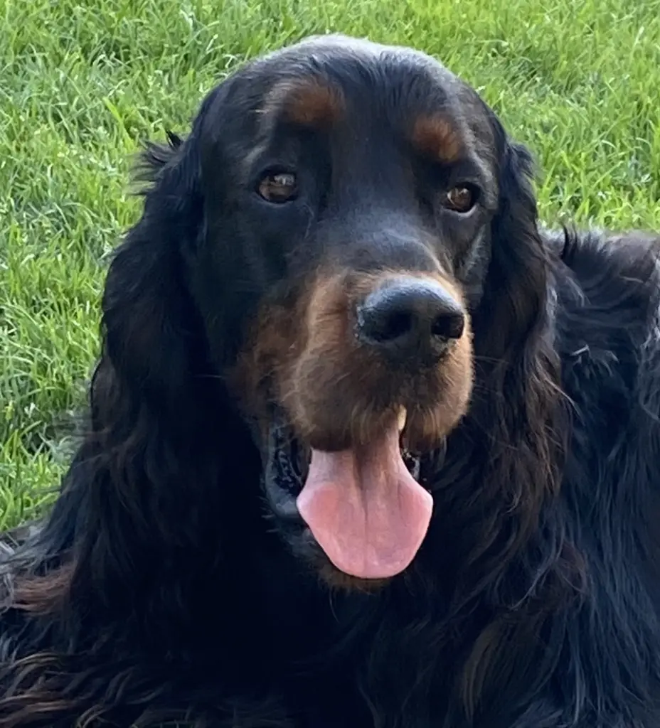 Bild von Odin