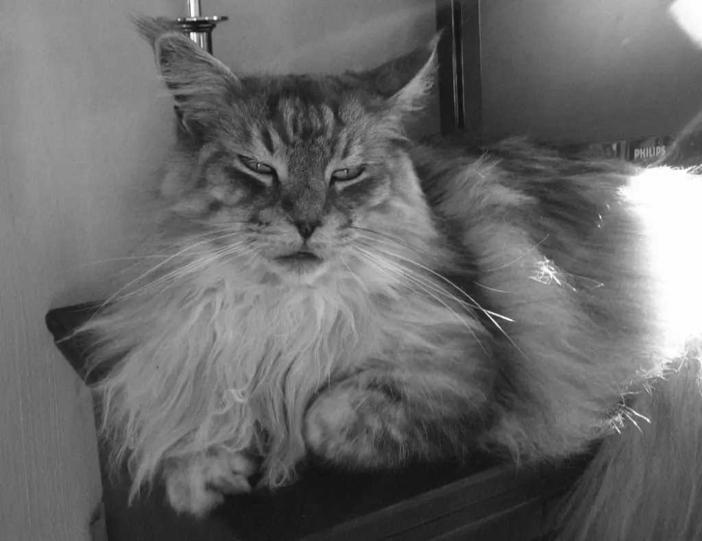 Condolence image of Martina