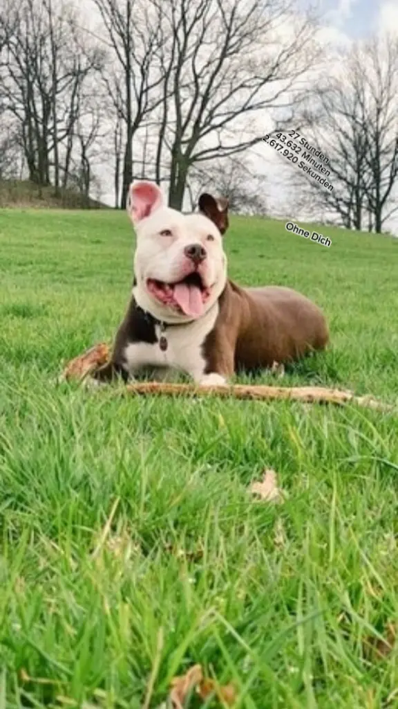 Bild von Tyson