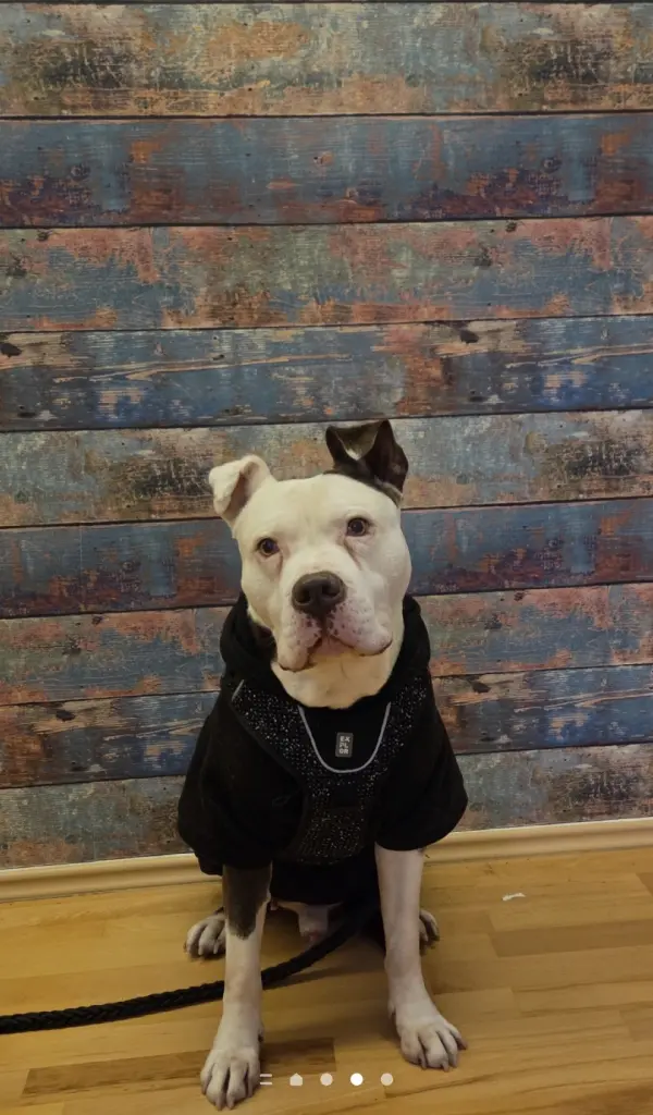 Bild von Tyson
