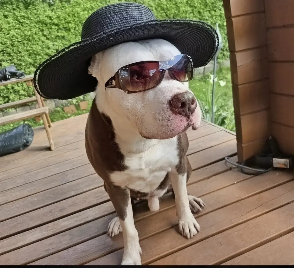 Bild von Tyson