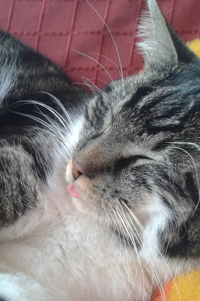 Bild von Pico