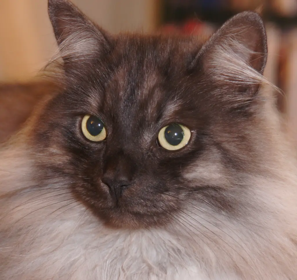 Image from Smokey