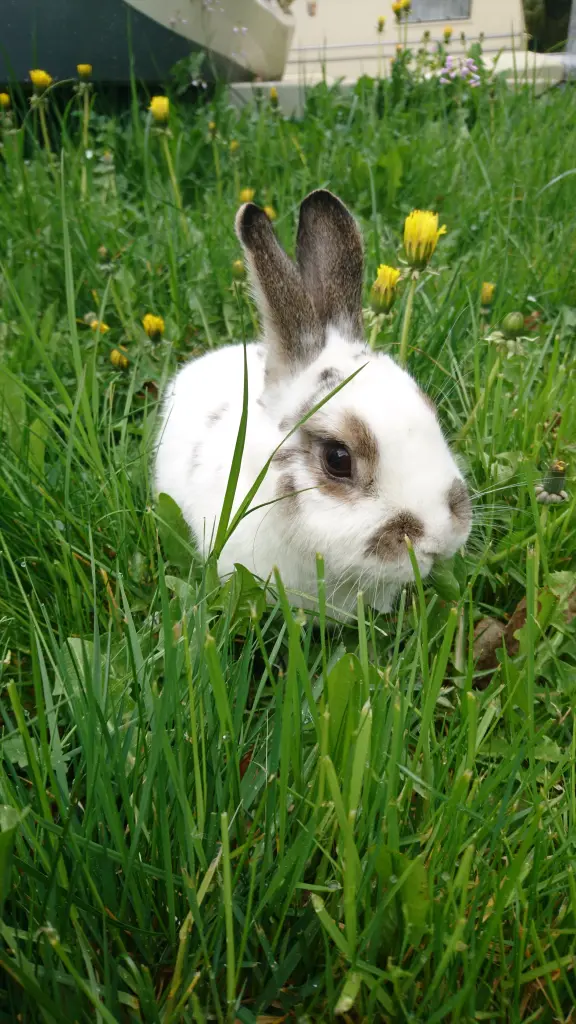 Image from Trixie