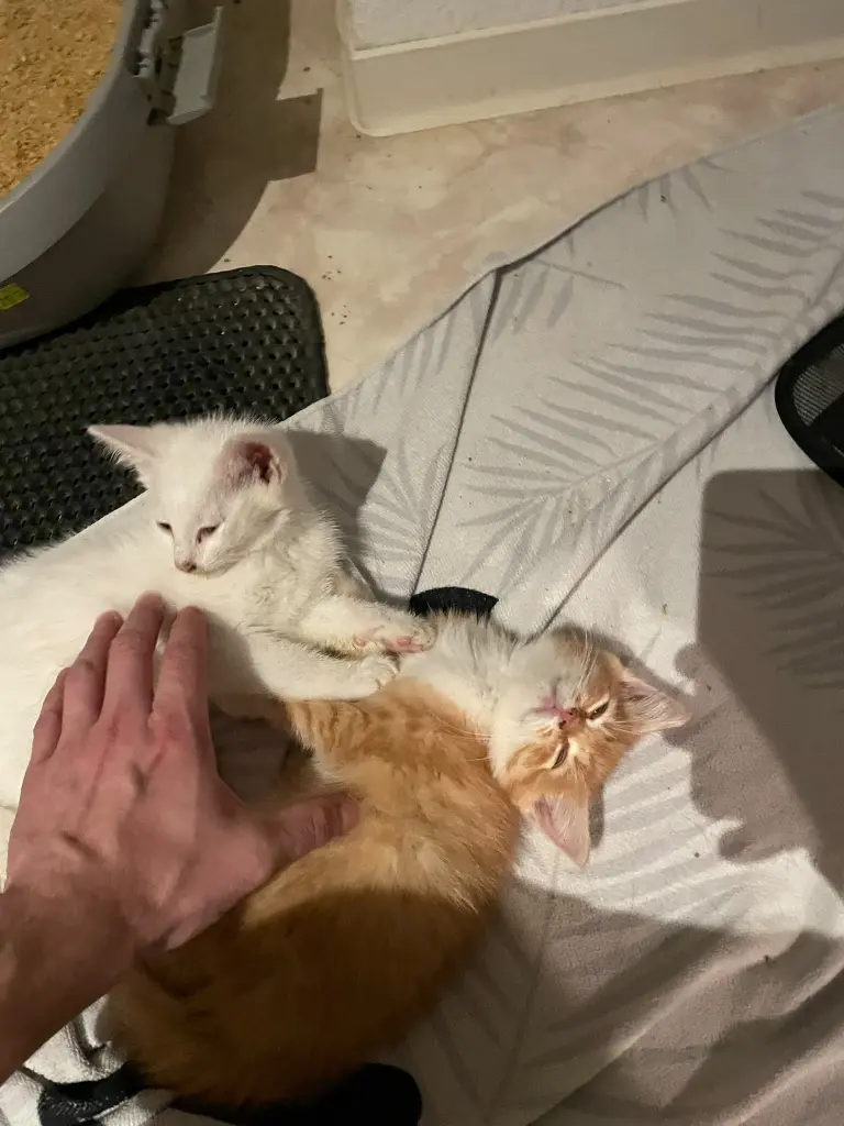 Flocke mit ihren Bruder Pünktchen