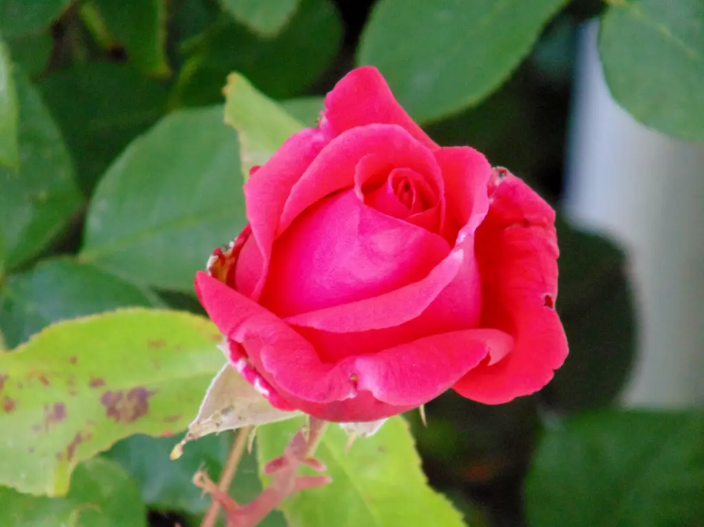 Condolence image of Rilana
