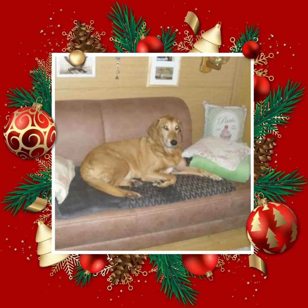 Condolence image of Post von Pietsch ❤