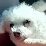 Condolence image of Gaby mit Snowy ❤️