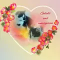 Condolence image of Snoopy ❤Pünktchen 