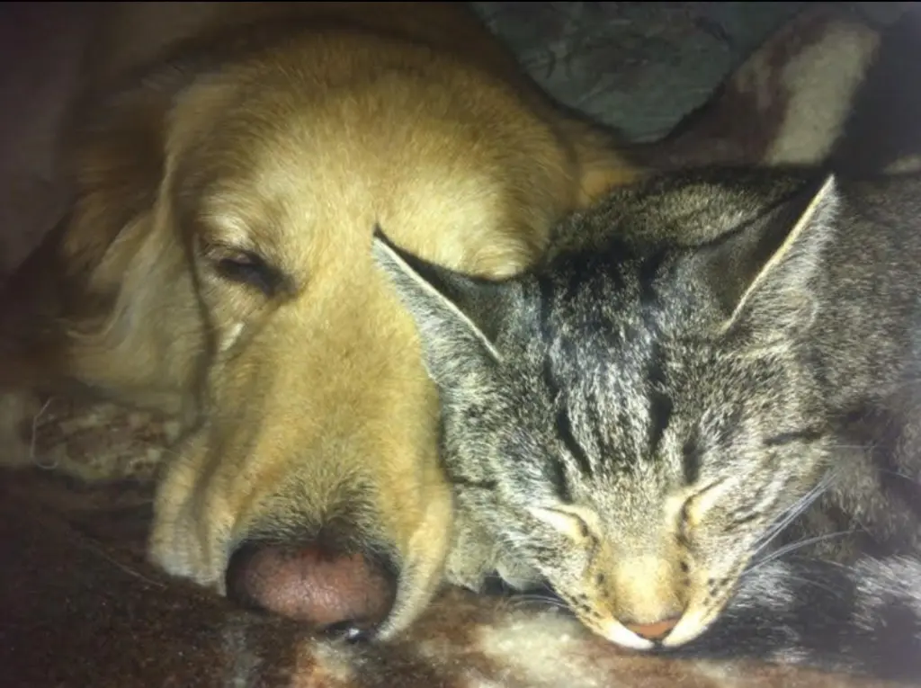 Image from Lilli