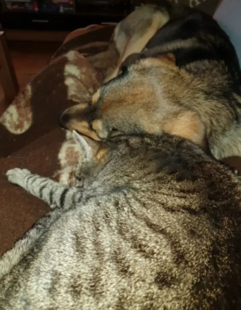 Image from Lilli
