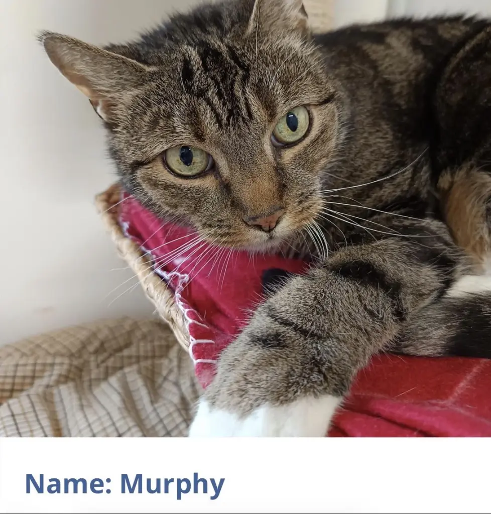 Image from Murphy „Schnurri“