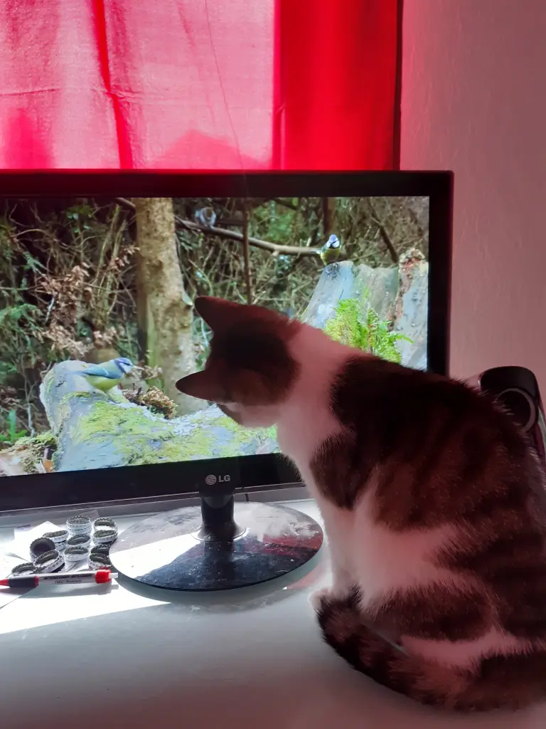 Vogel-Videos hast Du immer gern geschaut.