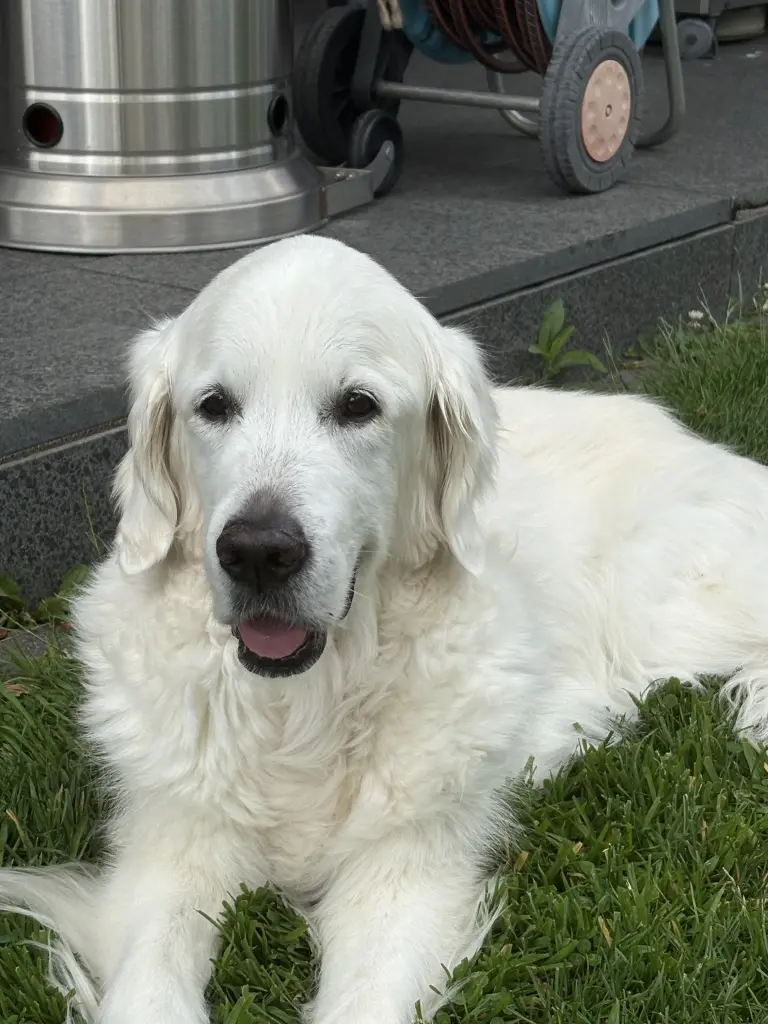 Bild von Nala
