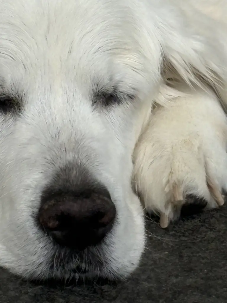 Bild von Nala