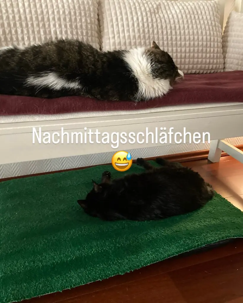 Bild von Biene